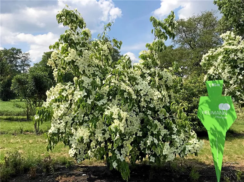 Cornus kousa chinensis