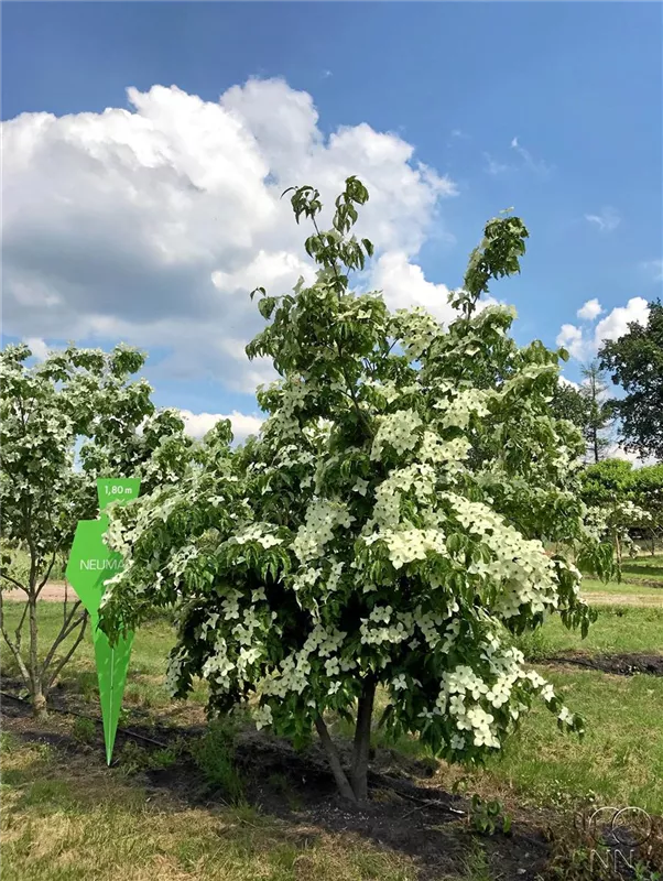 Cornus kousa chinensis