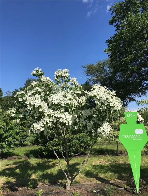 Cornus kousa chinensis