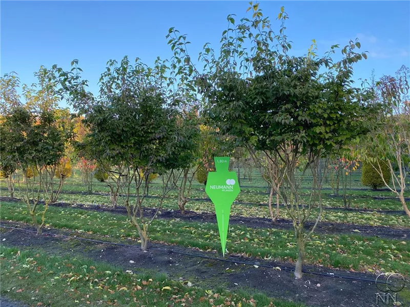 Cornus kousa chinensis