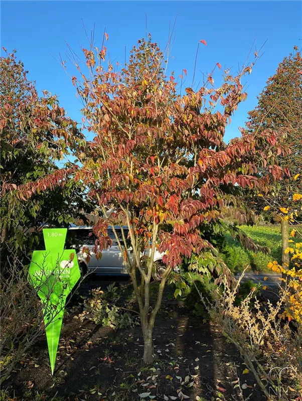 Cornus kousa chinensis
