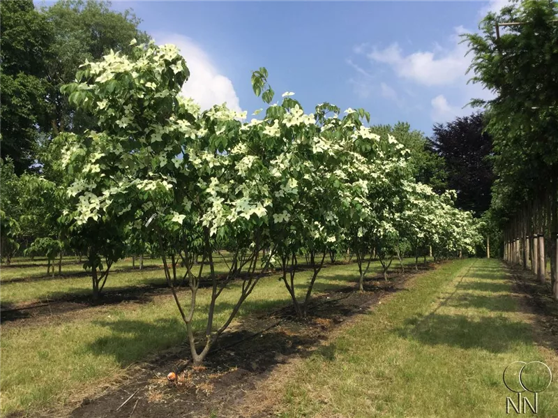 Cornus kousa chinensis