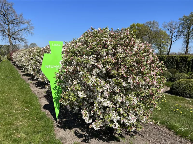 Malus 'Evereste' -R-