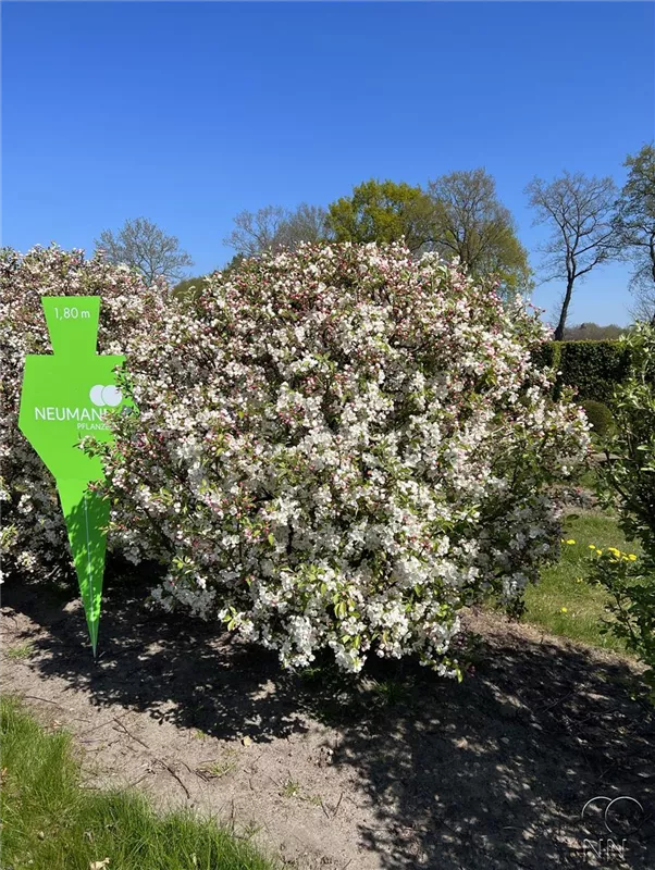 Malus 'Evereste' -R-