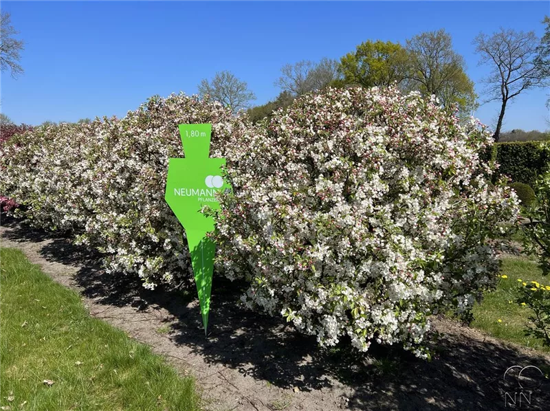 Malus 'Evereste' -R-