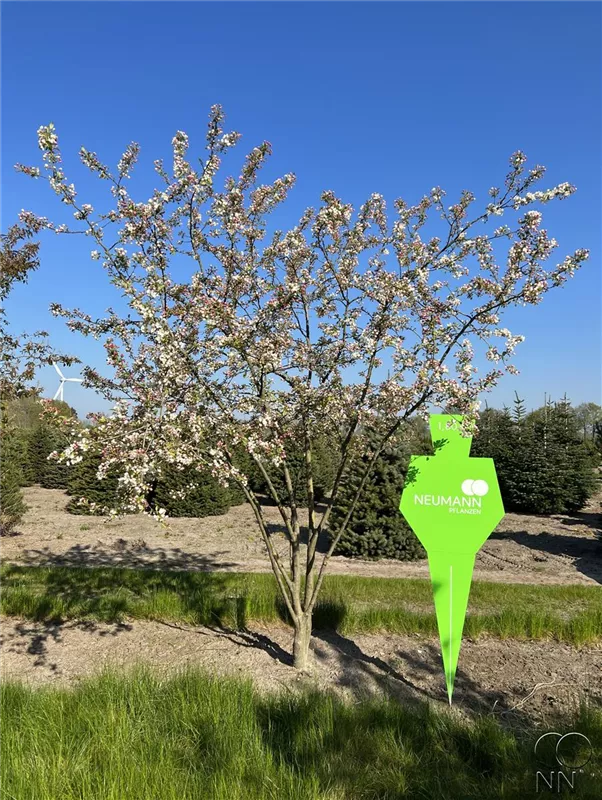 Malus 'Evereste' -R-