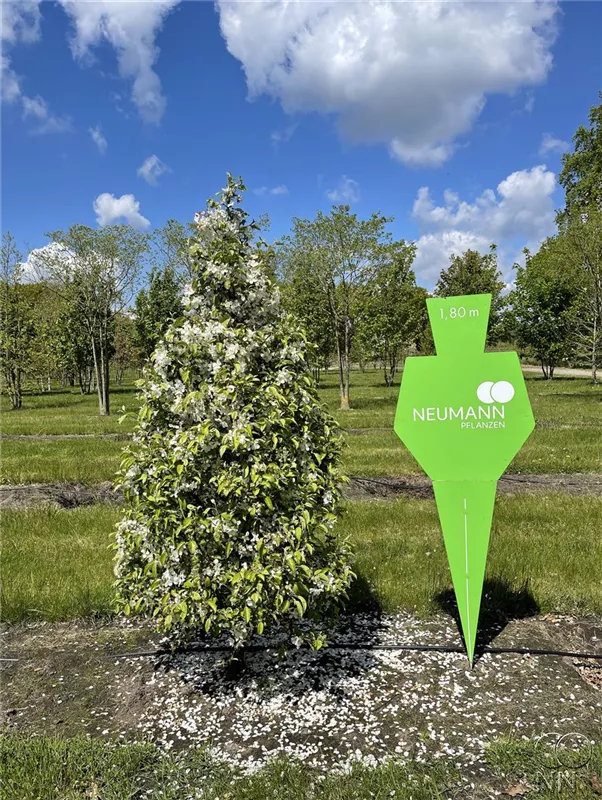 Malus 'Evereste' -R-