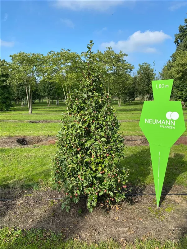 Malus 'Evereste' -R-