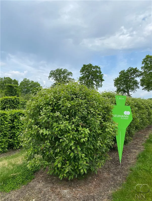 Malus 'Evereste' -R-