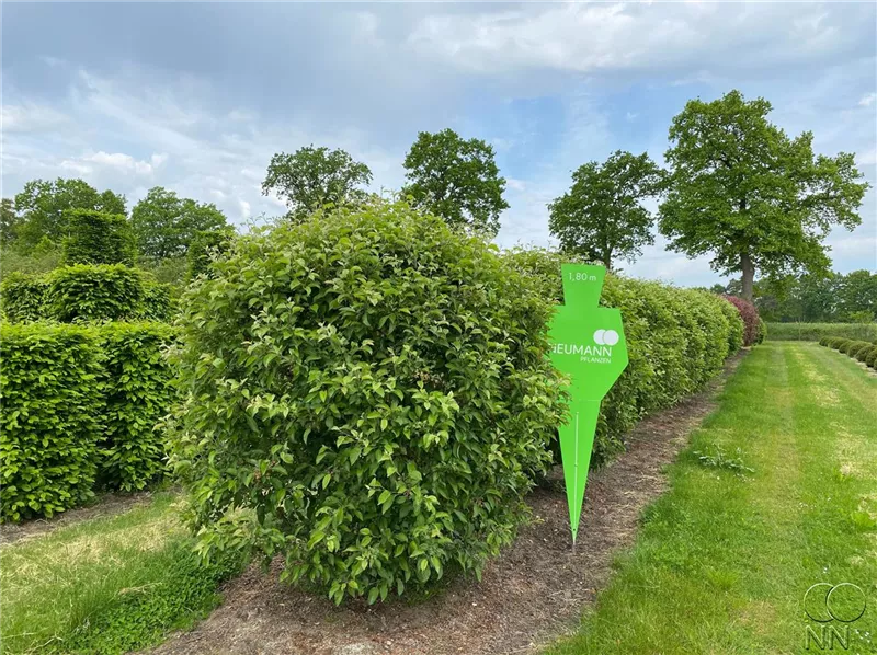 Malus 'Evereste' -R-