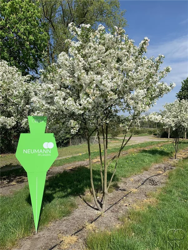 Malus 'Evereste' -R-
