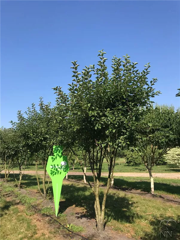 Malus 'Evereste' -R-