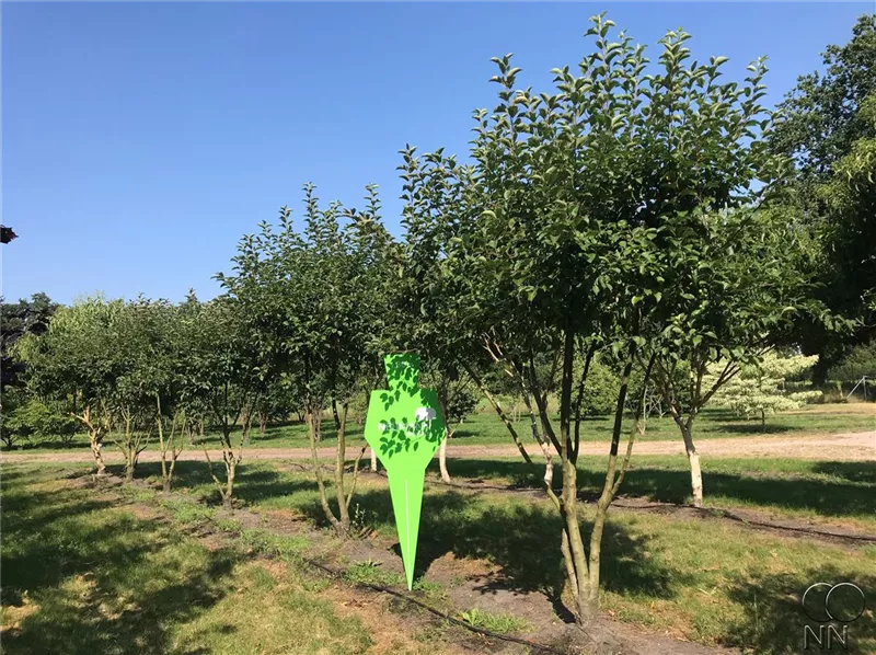 Malus 'Evereste' -R-