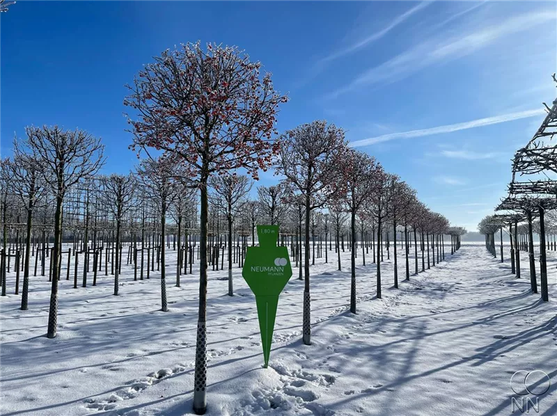 Malus 'Evereste' -R-