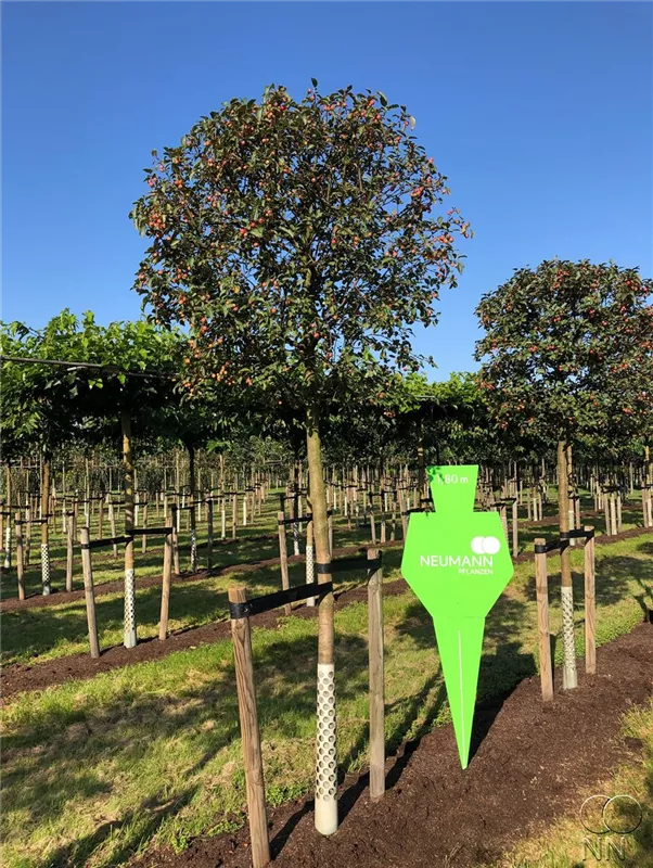 Malus 'Evereste' -R-
