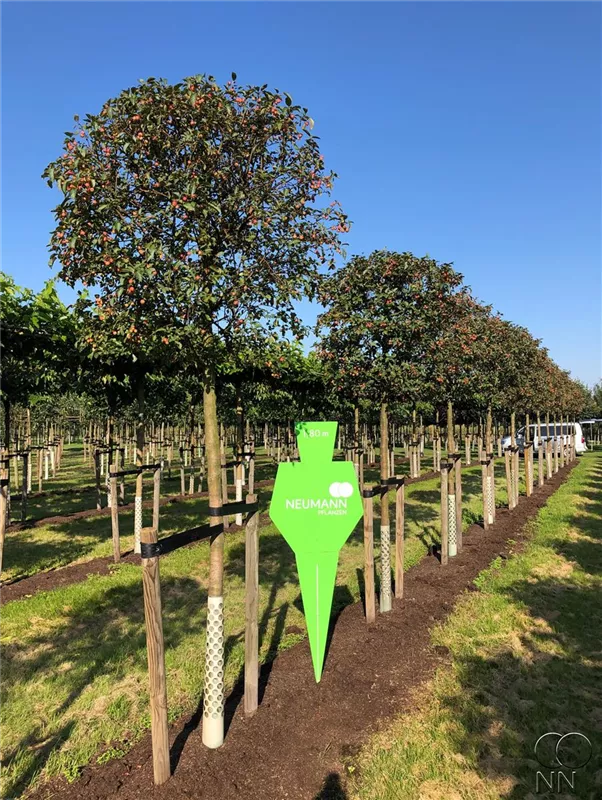 Malus 'Evereste' -R-