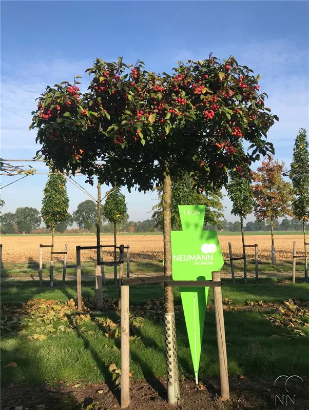 Malus 'Evereste' -R-