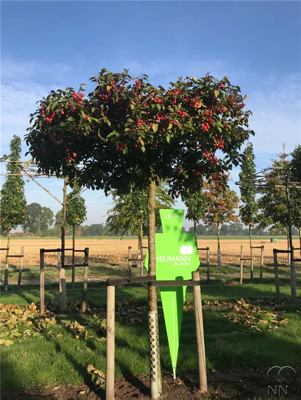 Malus 'Evereste' -R-