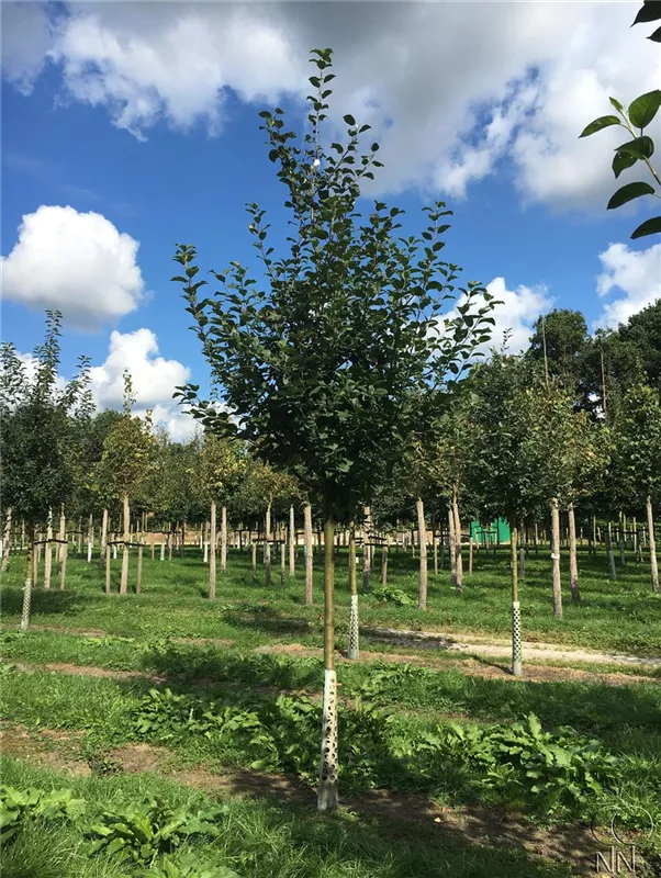 Malus 'Jakob Lebel' CAC