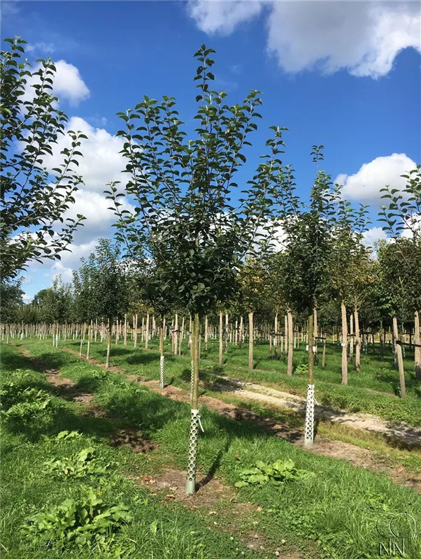 Malus 'Jakob Lebel' CAC