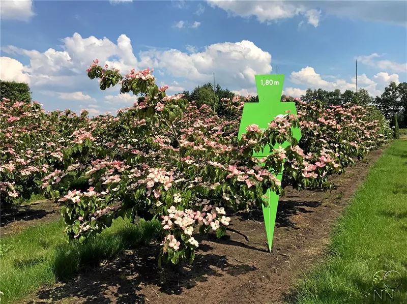 Cornus kousa 'Satomi'