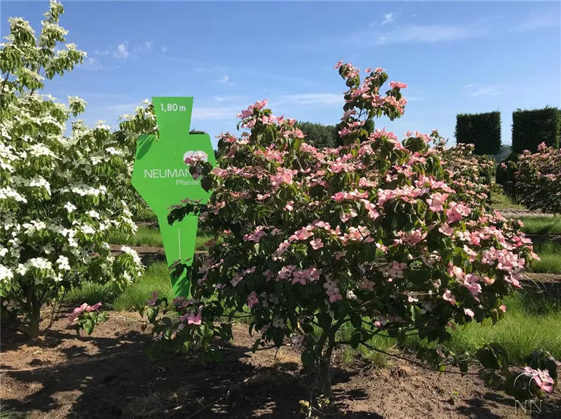 Cornus kousa 'Satomi'
