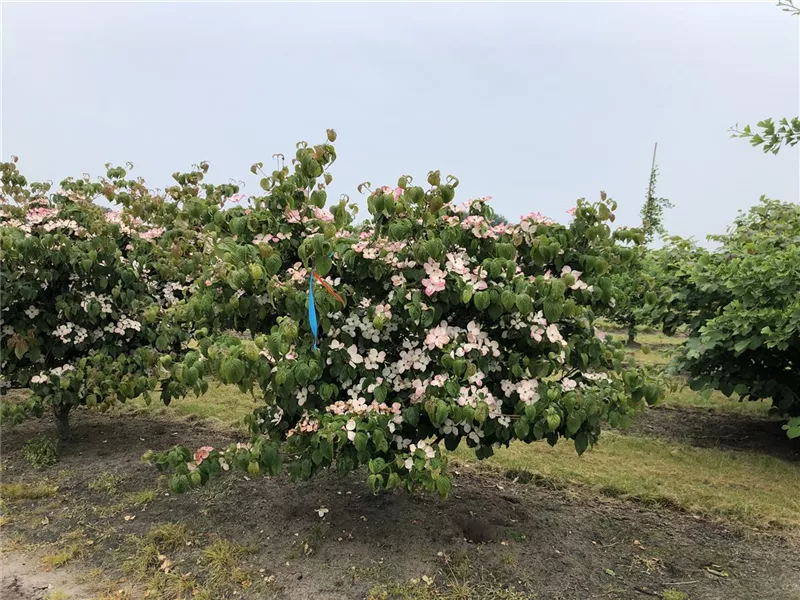 Cornus kousa 'Satomi'