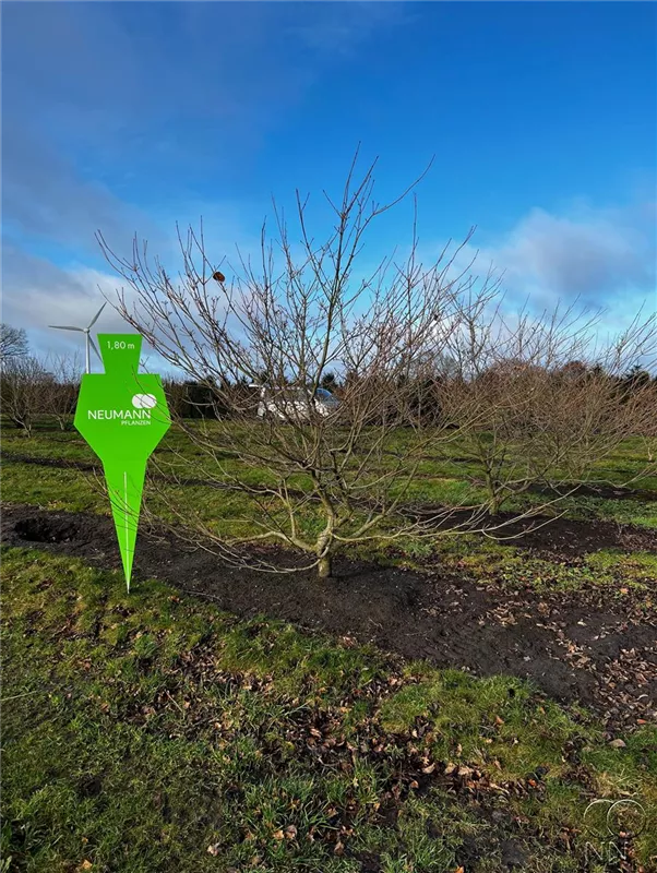 Cornus kousa 'Satomi'