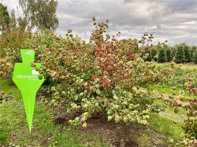 Cornus kousa 'Satomi'