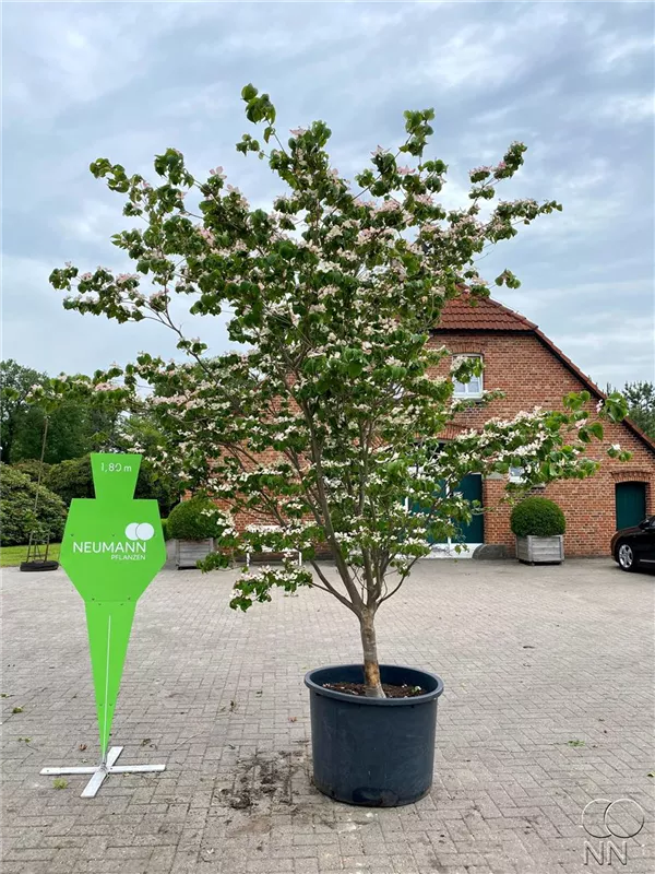 Cornus kousa 'Satomi'