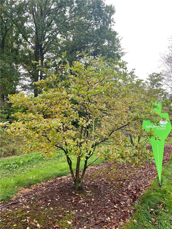 Magnolia stellata 'Royal Star'