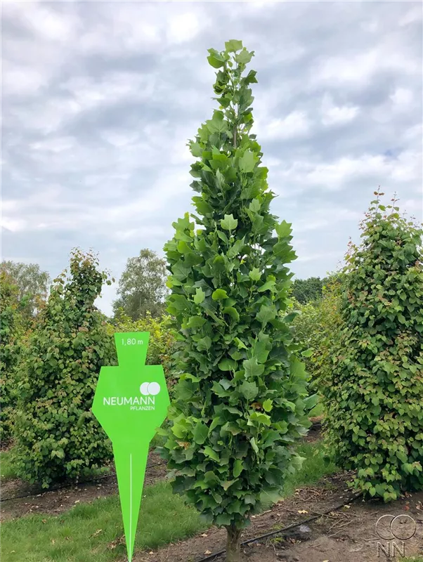 Liriodendron tulipifera 'Fastigiatum'
