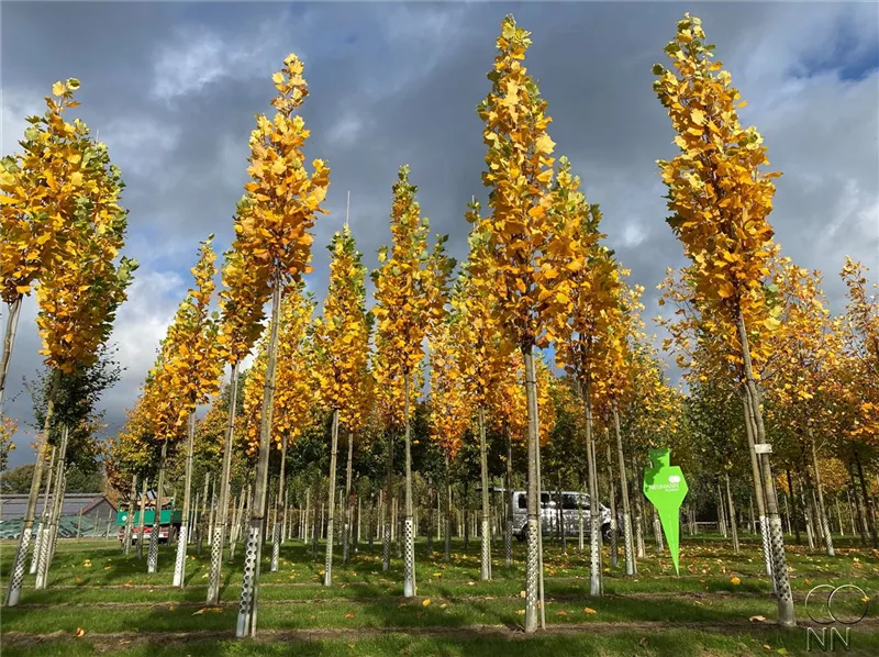 Liriodendron tulipifera 'Fastigiatum'