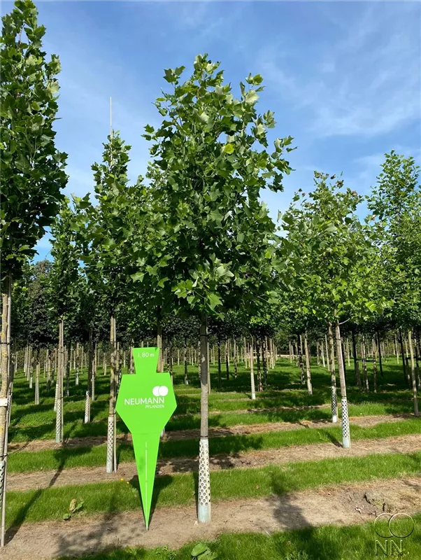 Liriodendron tulipifera