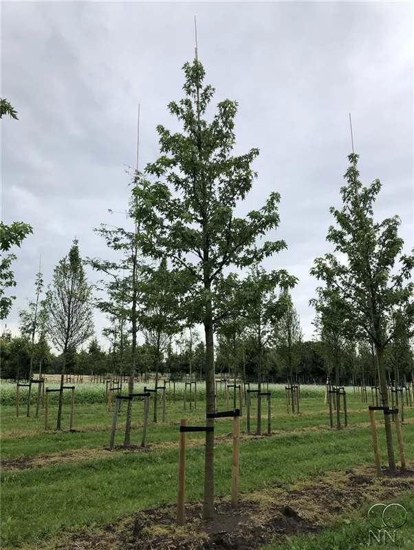 Liquidambar styraciflua 'Worplesdon'