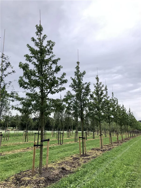 Liquidambar styraciflua 'Worplesdon'