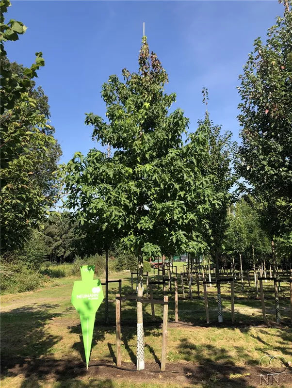 Liquidambar styraciflua 'Worplesdon'