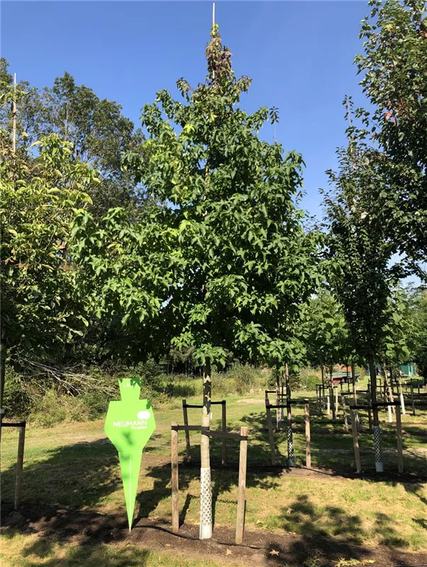 Liquidambar styraciflua 'Worplesdon'