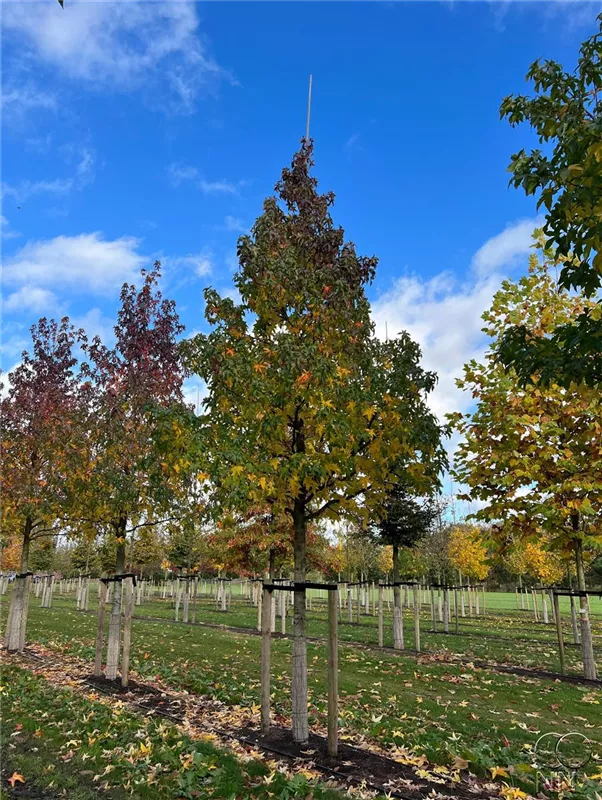 Liquidambar styraciflua 'Lane Roberts'