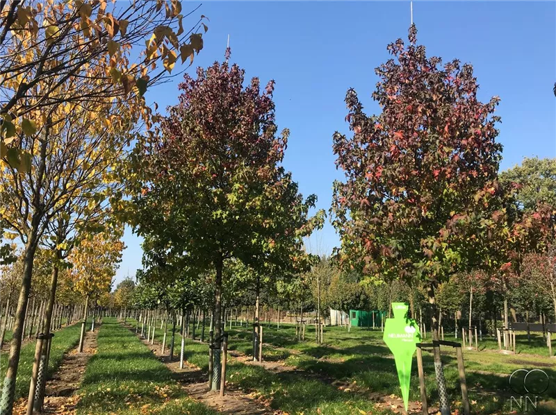 Liquidambar styraciflua 'Lane Roberts'