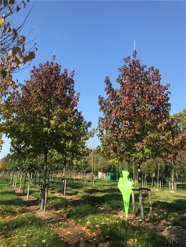 Liquidambar styraciflua 'Lane Roberts'