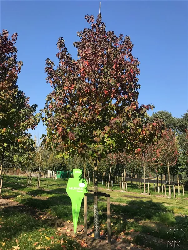 Liquidambar styraciflua 'Lane Roberts'