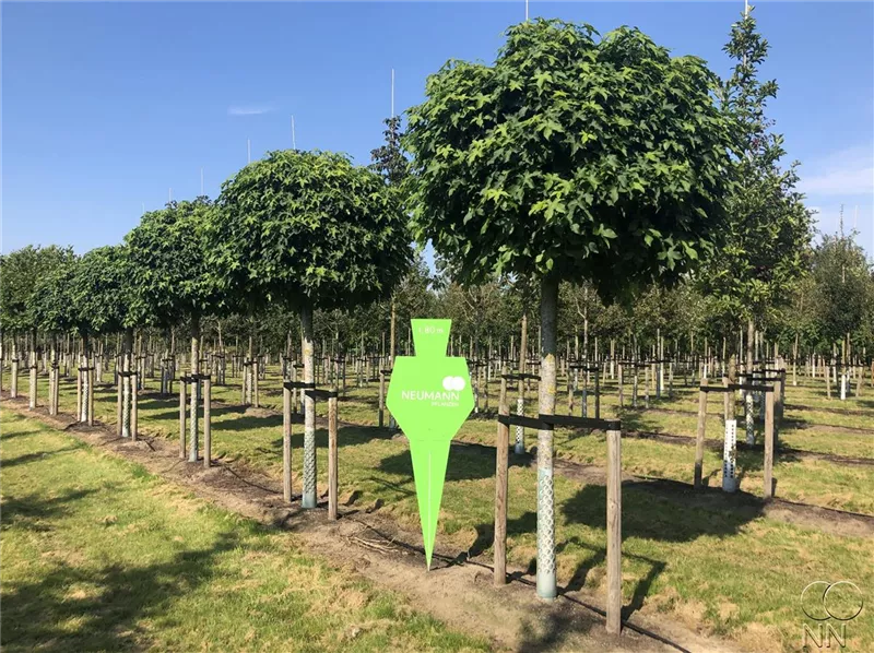 Liquidambar styraciflua 'Gumball'