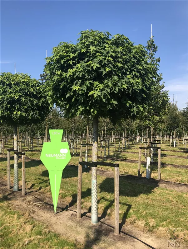 Liquidambar styraciflua 'Gumball'