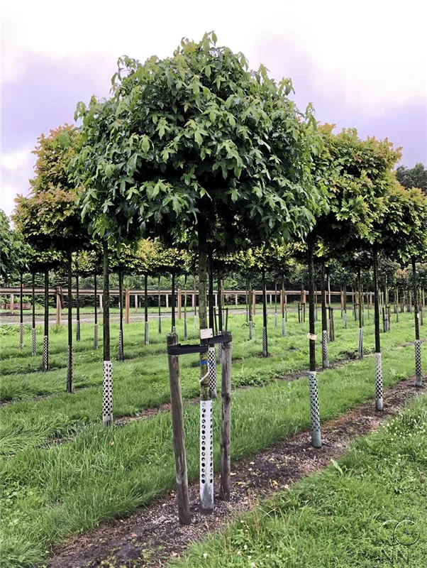 Liquidambar styraciflua 'Gumball'