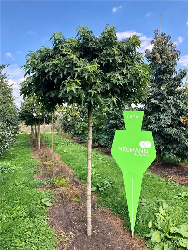 Liquidambar styraciflua 'Gumball'