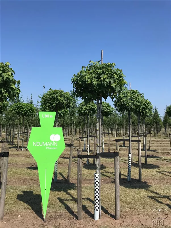 Liquidambar styraciflua 'Gumball'
