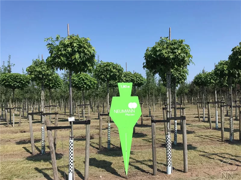 Liquidambar styraciflua 'Gumball'