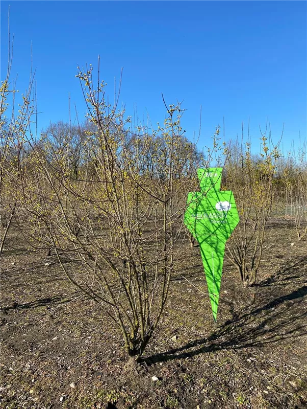 Cornus mas