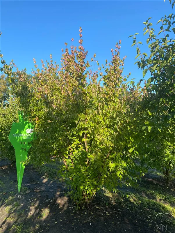 Cornus mas